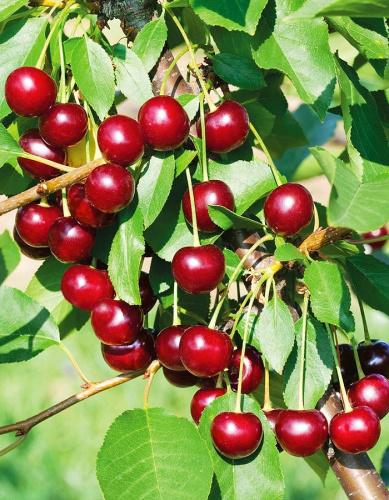 Вишня Брусницина 1 шт