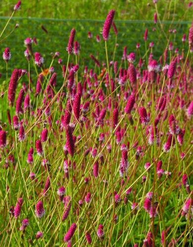 Кровохлебка гибридная Пинк Танна 1 шт Р9