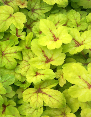 Гейхера Санспорт 1 шт Р9