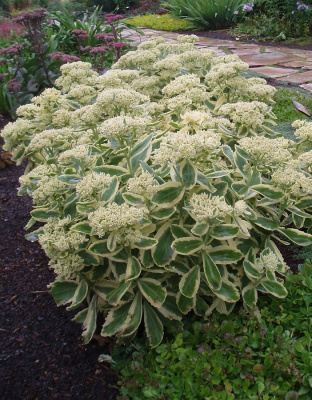 Очиток видный Вариегата 1 шт Р9