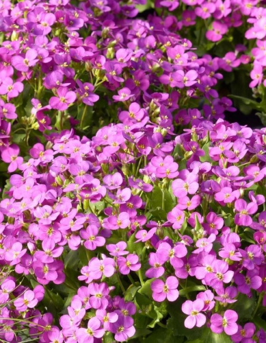 Арабис кавказский Компинки 1 шт Р9