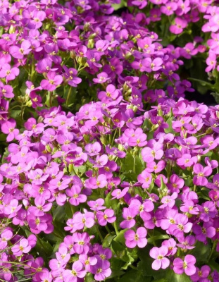 Арабис кавказский Компинки 1 шт Р9