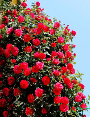 Роза плетистая Улыбка 1 шт