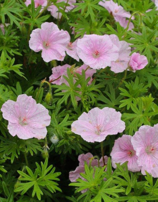 Герань кроваво-красная Стратум 1 шт Р9