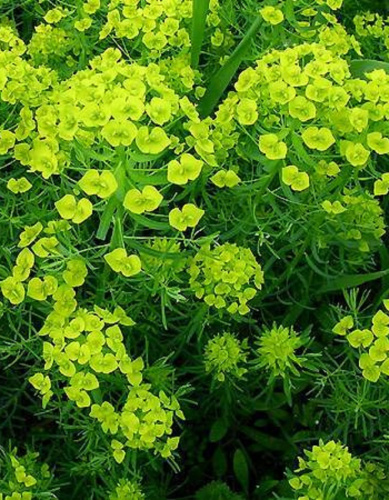 Молочай кипарисовый Кларис Ховард 1 шт Р9