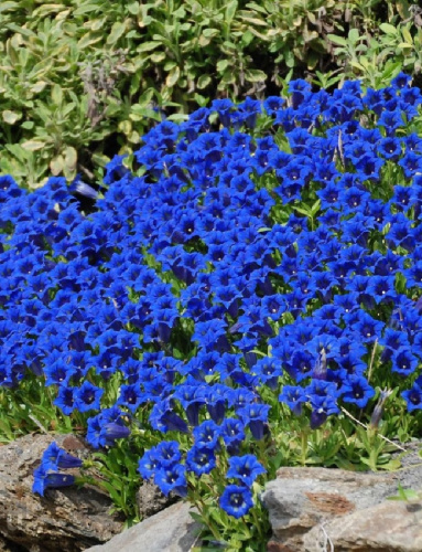 Горечавка бесстебельная Блю Стар 1 шт Р9