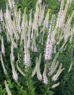 Вероникаструм вергинский белый 1 шт Р9