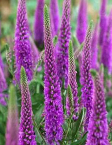 Вероника гибридная Атоми Рэд Рэй 1 шт Р9