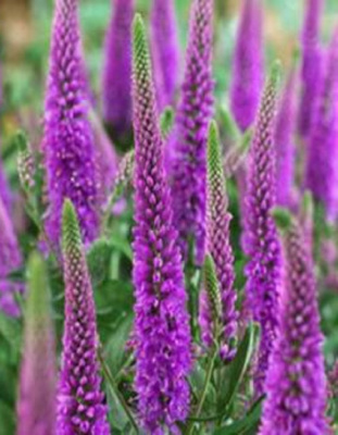 Вероника гибридная Атоми Рэд Рэй 1 шт Р9