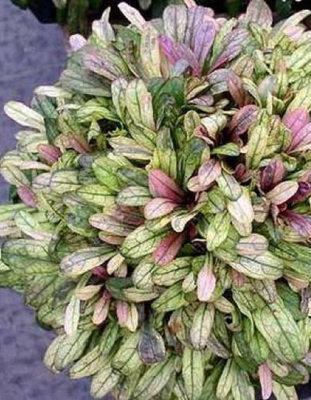 Живучка ползучая Дикси чип 1 шт Р9