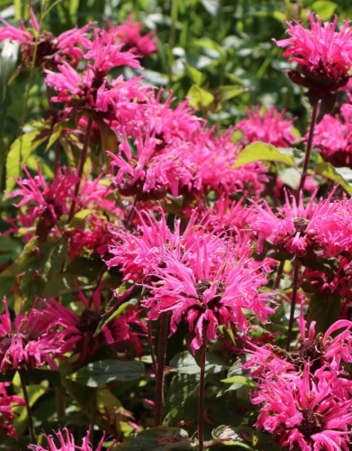 Монарда Пинк Лейс 1 шт Р9