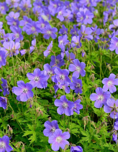 Герань гибридная Джонсонс Блю 1 шт Р9