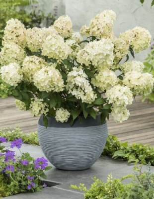 Гортензия метельчатая Петит Стар (Маленькая Звезда) 1 шт Р9