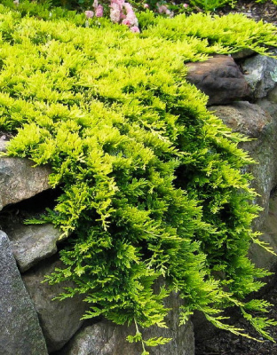 Можжевельник горизонтальный Голден Карпет 1 шт Р9