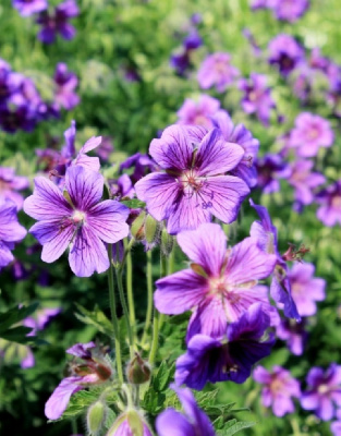 Герань великолепная 1 шт Р9