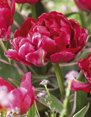 Тюльпан Этернал Флейм 1 уп. (3шт.)