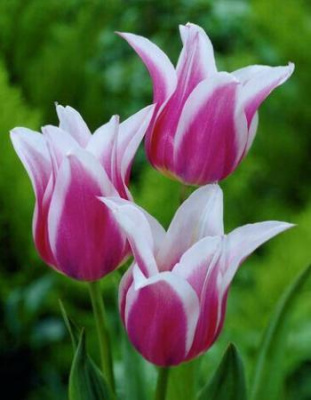 Тюльпан Клаудиа 1 уп. (3шт.)