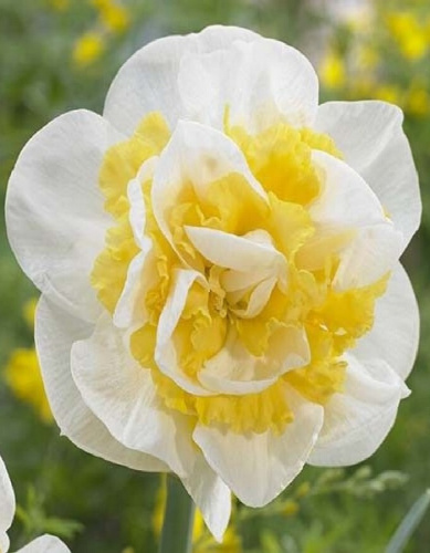 Нарцисс Вествард 1 уп.(2 шт.)