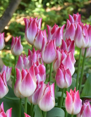 Тюльпан Висперинг Дрим 1 уп. (3шт.)