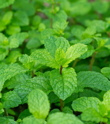 Мята Перечная 0,05 гр