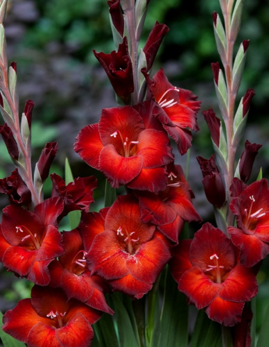 Гладиолус Азурро 1 уп. (3 шт.).