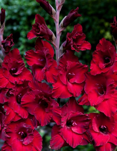 Гладиолус Кардинал 1 уп. (3 шт)