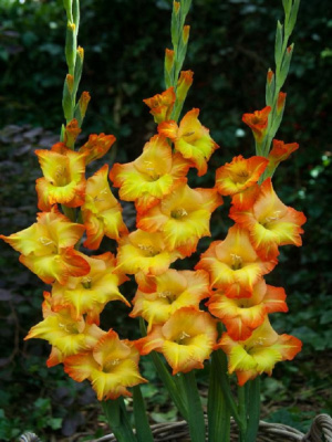 Гладиолус Саншайн 1 уп. (3 шт.)