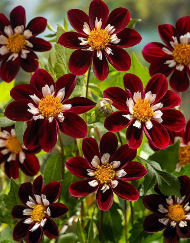 Георгина Найт Баттерфляй 1шт