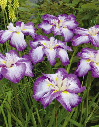 Ирис Арлекинеск 1 шт.