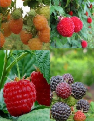 Набор "Малина бывает разная: черная, белая, красная. И не только" 5 саженцев