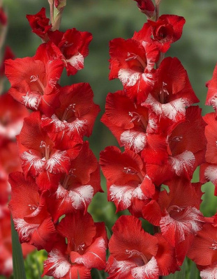 Гладиолус Бенгальский Огонь 1 уп. (3 шт.).