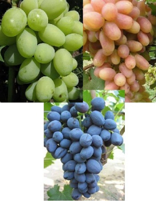 Набор "Винограду - каждый рад"  3 саженца