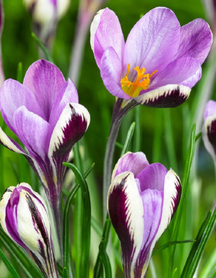 Крокус Спринг Бьюти 1 уп. (3 шт.)