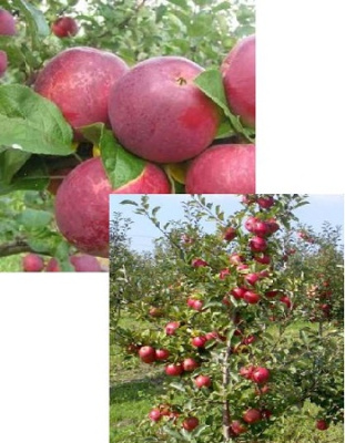 Набор "Сделай сам. Набор подвоев для яблони"  2 саженца
