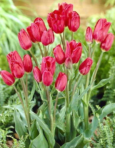 Тюльпан Мэрри гоу Раунд 1 уп. (3шт.)