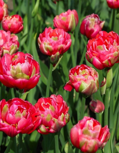 Тюльпан Ринаун Юник 1 уп. (3шт.)