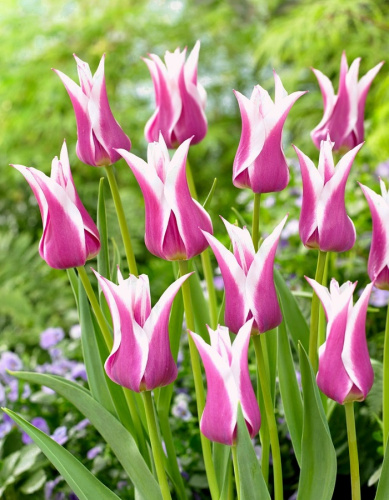 Тюльпан Баллада 1 уп. (3шт.)