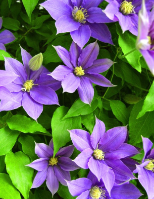 Клематис Морские Брызги (УД) цв.п. 12 шт