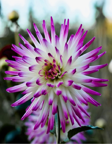 Георгина Гирлингс Сорбет 1 шт