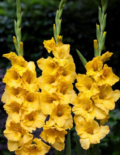 Гладиолус Джексонвил голд 1 уп. (3 шт.)