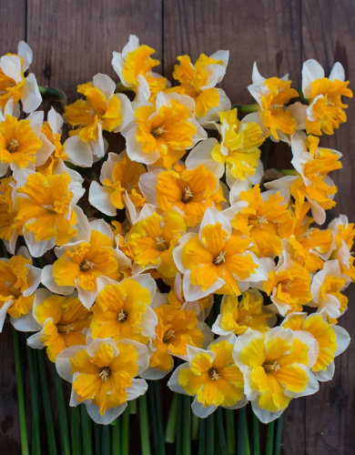 Нарцисс Лав Кол 1 уп.(2 шт.)