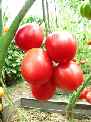 Томат Анастасия (УД) 20 шт цв.п