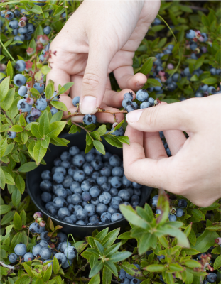 Черника Черное золото (УД) 30 шт