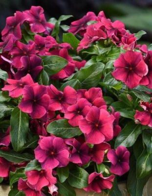 Катарантус розовый Тату Блэк Черри (PanAmerican Seed) 5 шт.