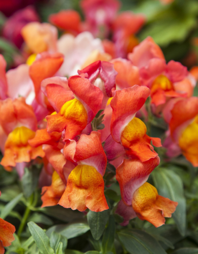 Львиный зев Чаппи F1 Оранжевый с жёлтым (Hemgenetics)  10 шт