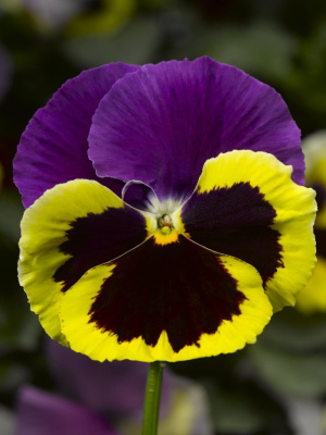 Виола крупноцв Пауэр Патрисия (Sakata) 50 шт