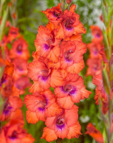 Гладиолус Триколор 1 уп. (3 шт.)