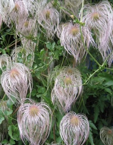 Клематис тангутский Снежный Человек (УД) цв.п.12 шт