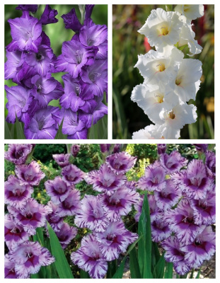 Набор гладиолусов гофрированных "Симфония" 9 шт