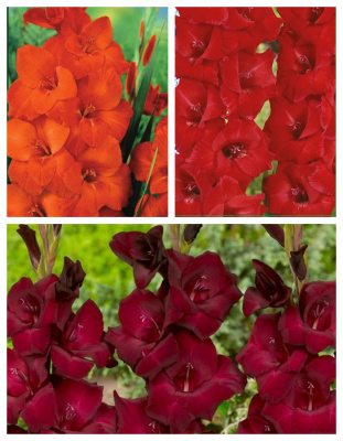 Набор гладиолусов крупноцветковых "Три оттенка красного"9 шт